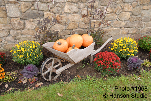 Pumpkins and Mums
